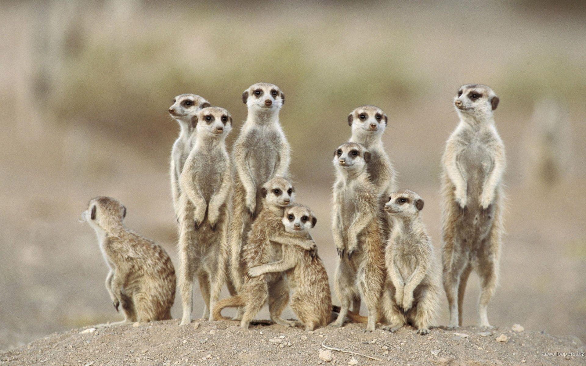 1920x1200 Awesome Beautiful Animal Wallpaper HD
