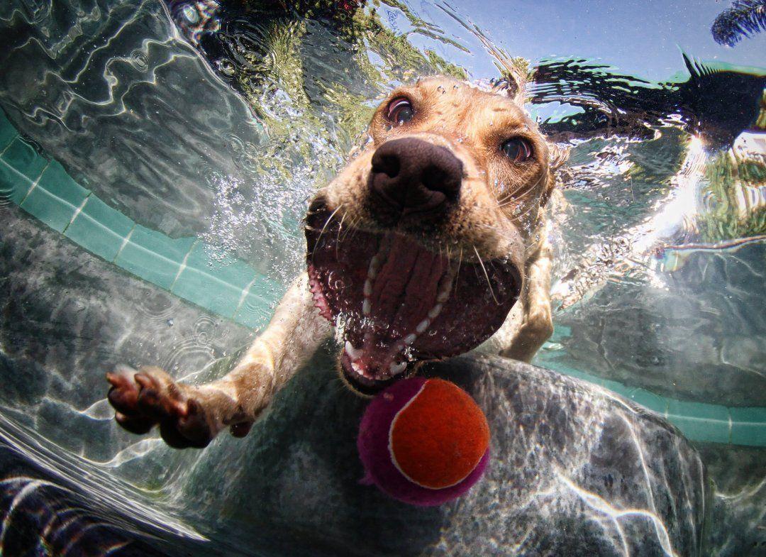 Dogs Underwater Wallpapers Top Free Dogs Underwater Backgrounds