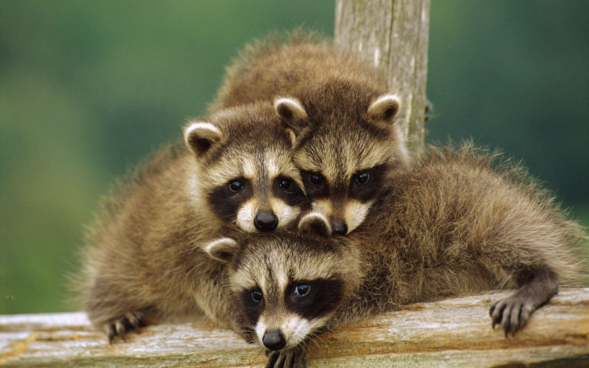 1920x1200 Cute Rakuns, several raccoons, Animals, Other, amazing animals