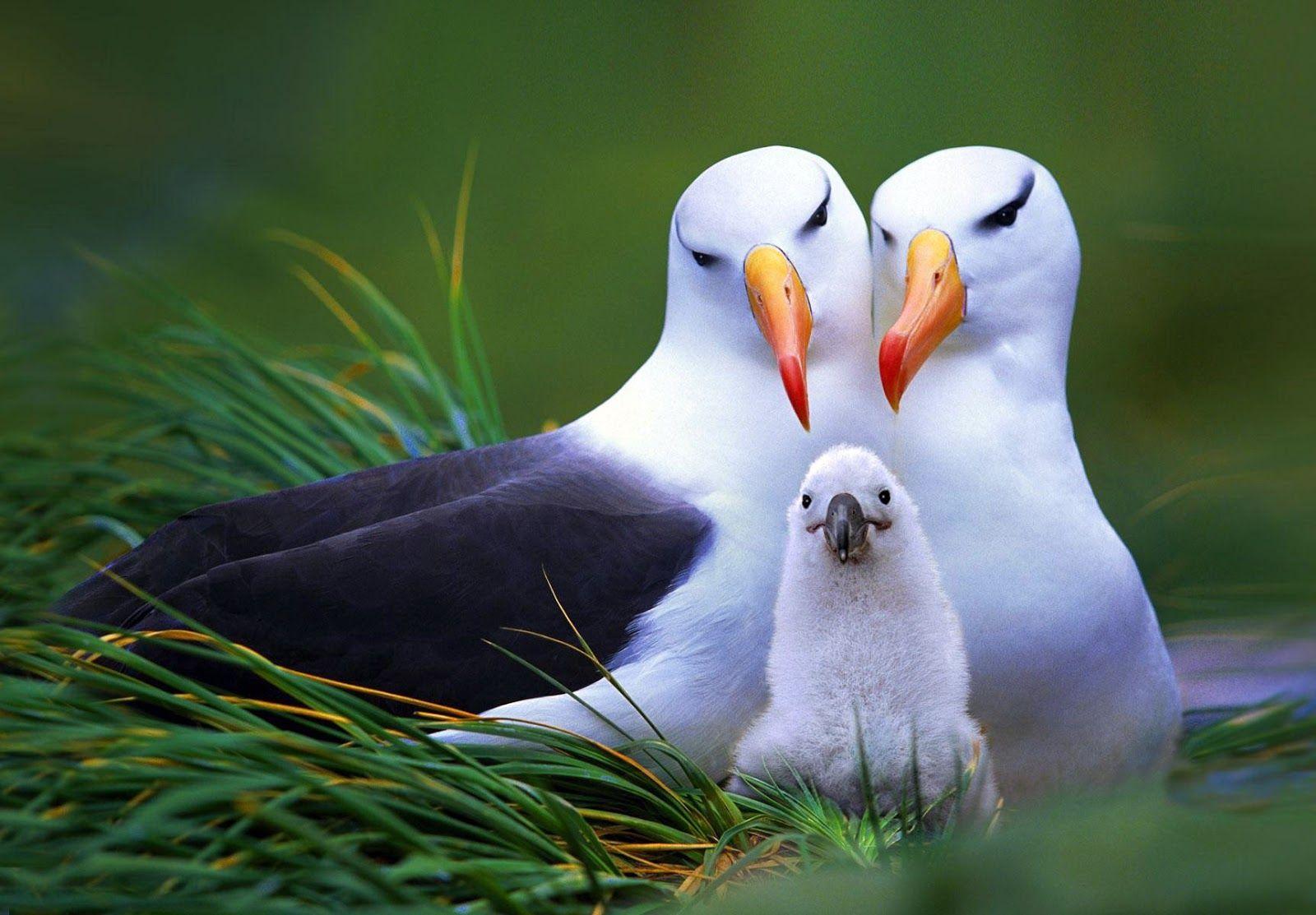 1600x1113 Beautiful and Cute Animal Wallpaper