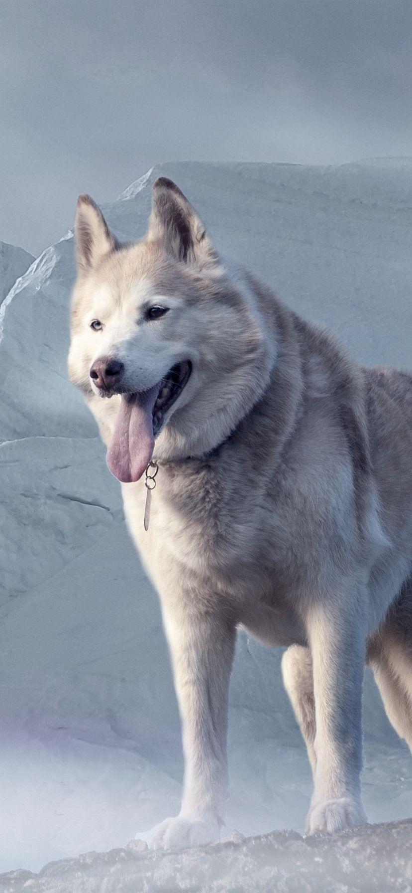 828x1792 Husky Dog, Glacier 828x1792 IPhone 11 XR Wallpaper, Background