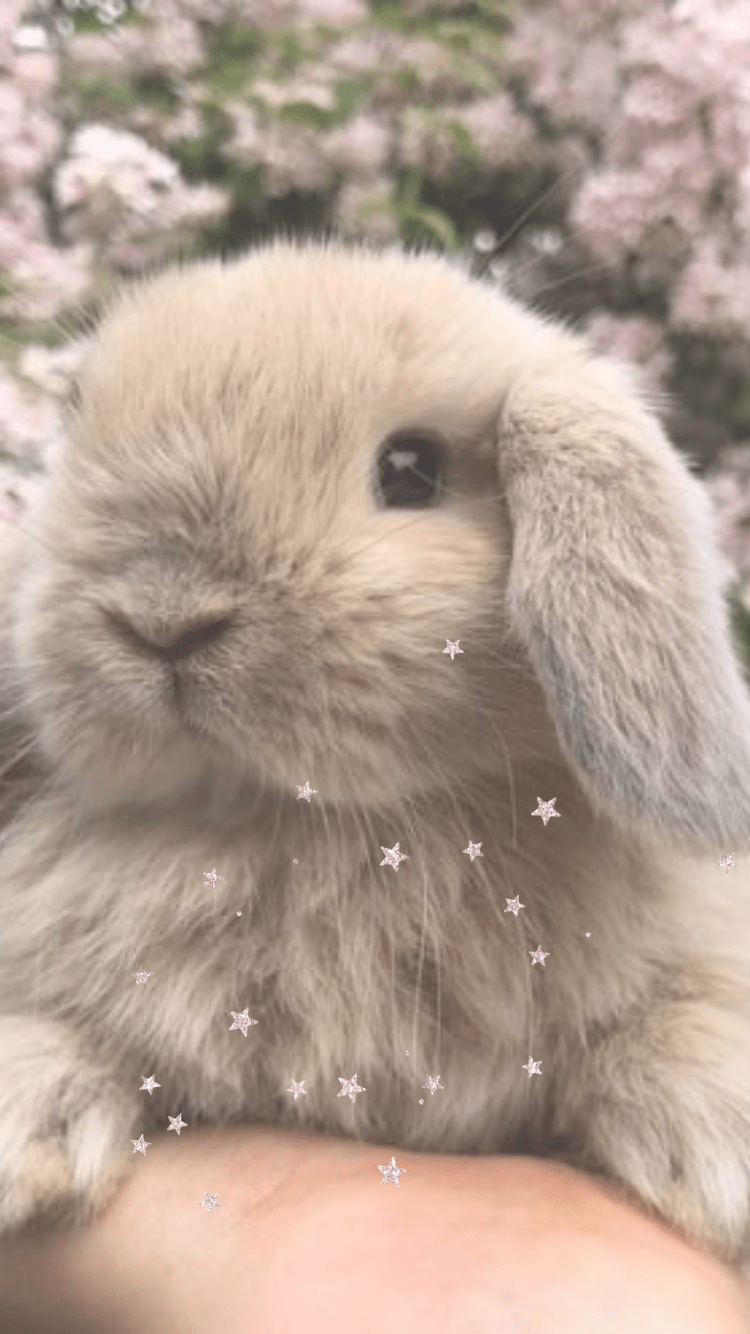  Be Positive   BUNNY WALLPAPERS