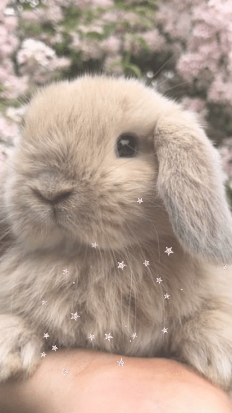 Cute Baby Bunny Wallpaper