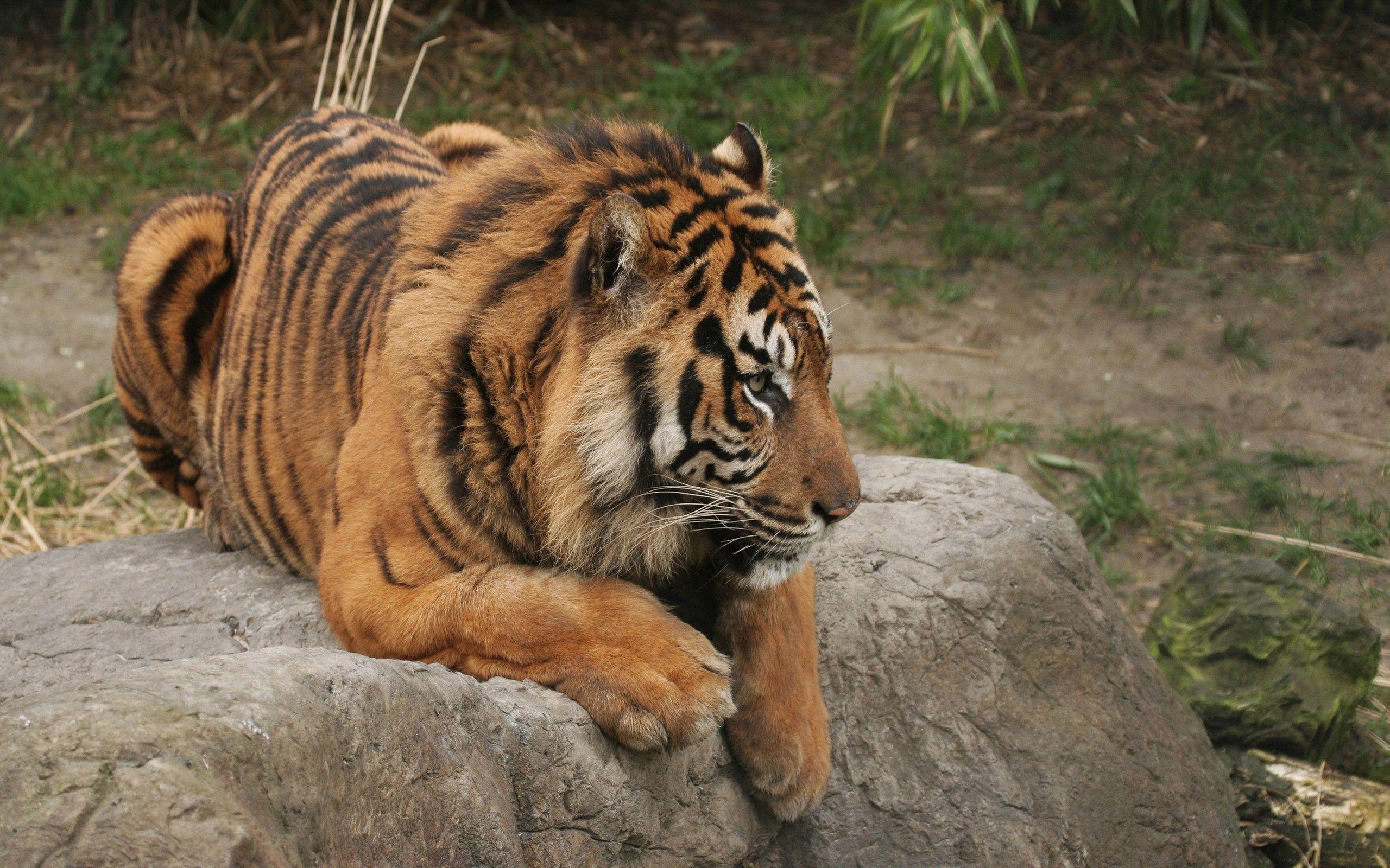 2560x1600 Samsung, Beautiful, animals, Tigers, Animal Wallpaper