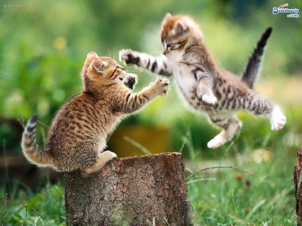 1024x768 Cute Animal Wallpaper and Picture Collection