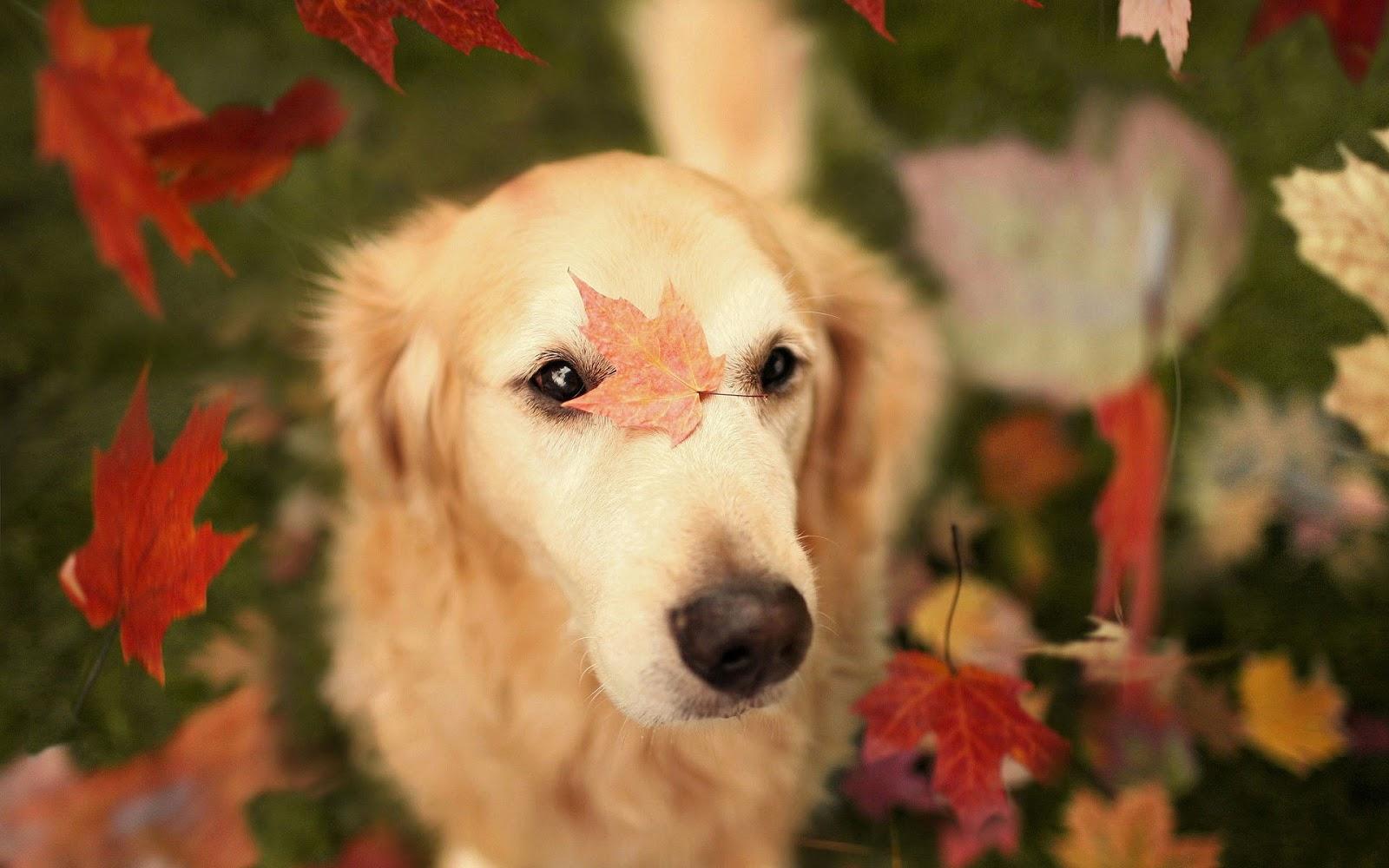 1600x1000 Fall Wallpaper With Dogs