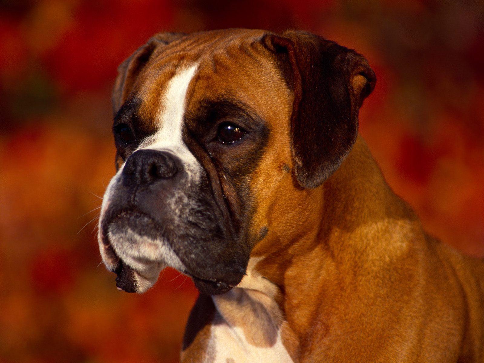 1600x1200 german boxer. HD Windows Wallpaper