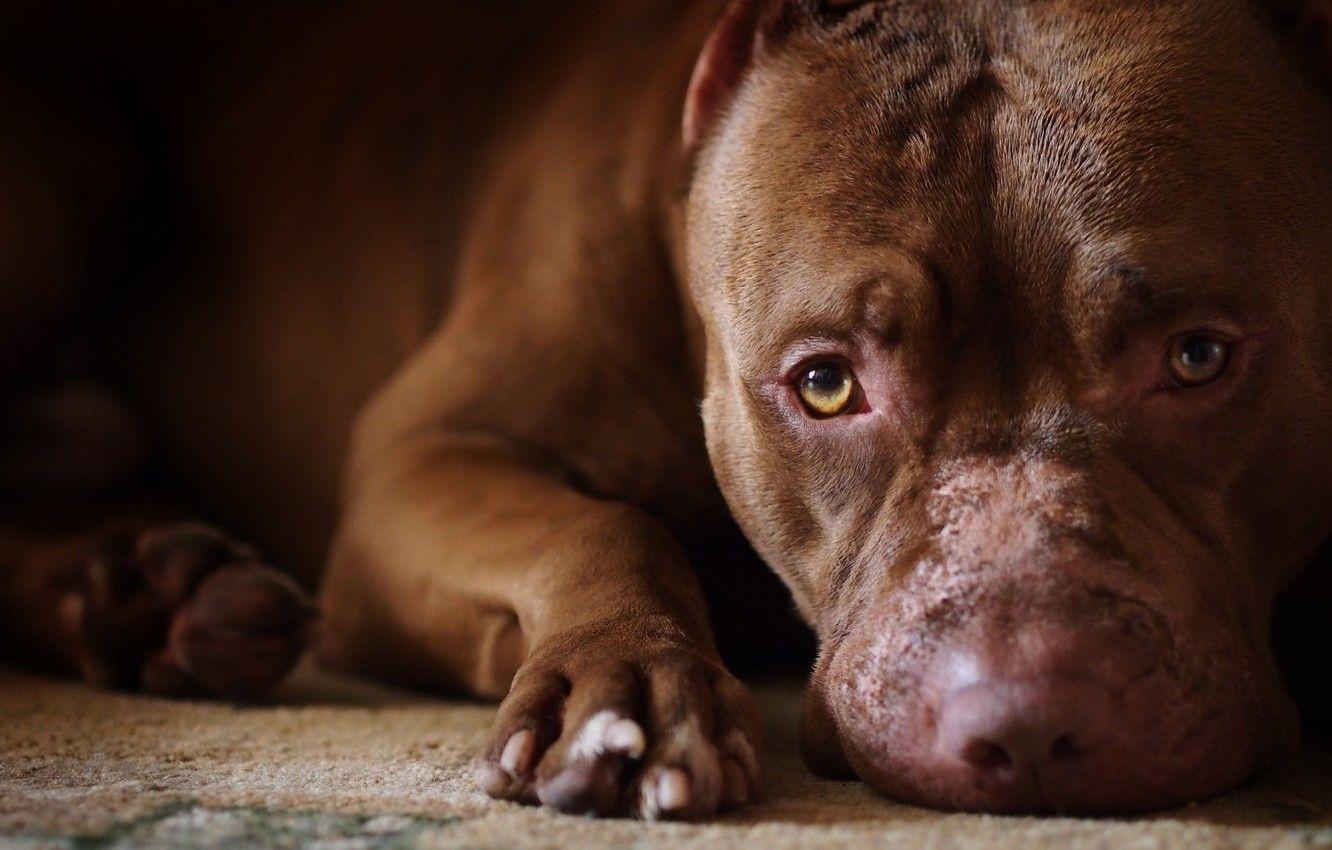1332x850 Wallpaper dog, beautiful, ugly, EACH image for desktop, section