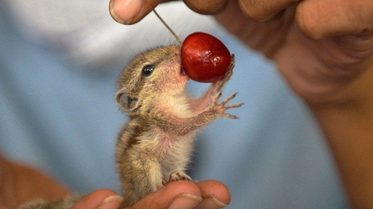 1280x720 Wild Animal Wallpaper, Desktop Image, Free Wallpaper, Cute