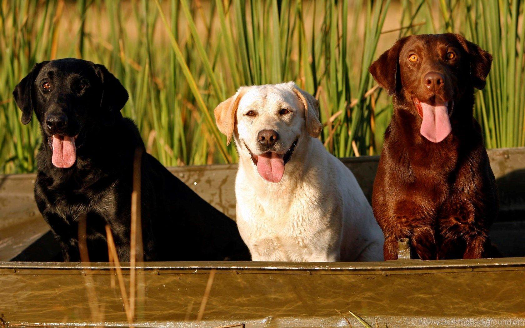 1680x1050 Big Dog Wallpaper Wallpaper Zone Desktop Background