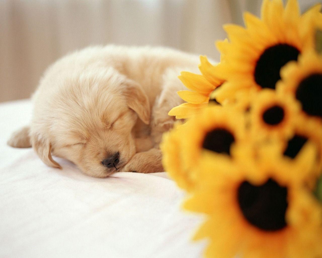 1280x1024 Free Fall Wallpaper with Dogs