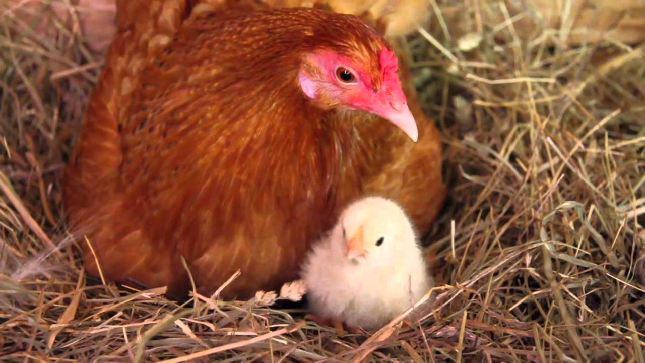 1280x720 Chickens Wallpaper