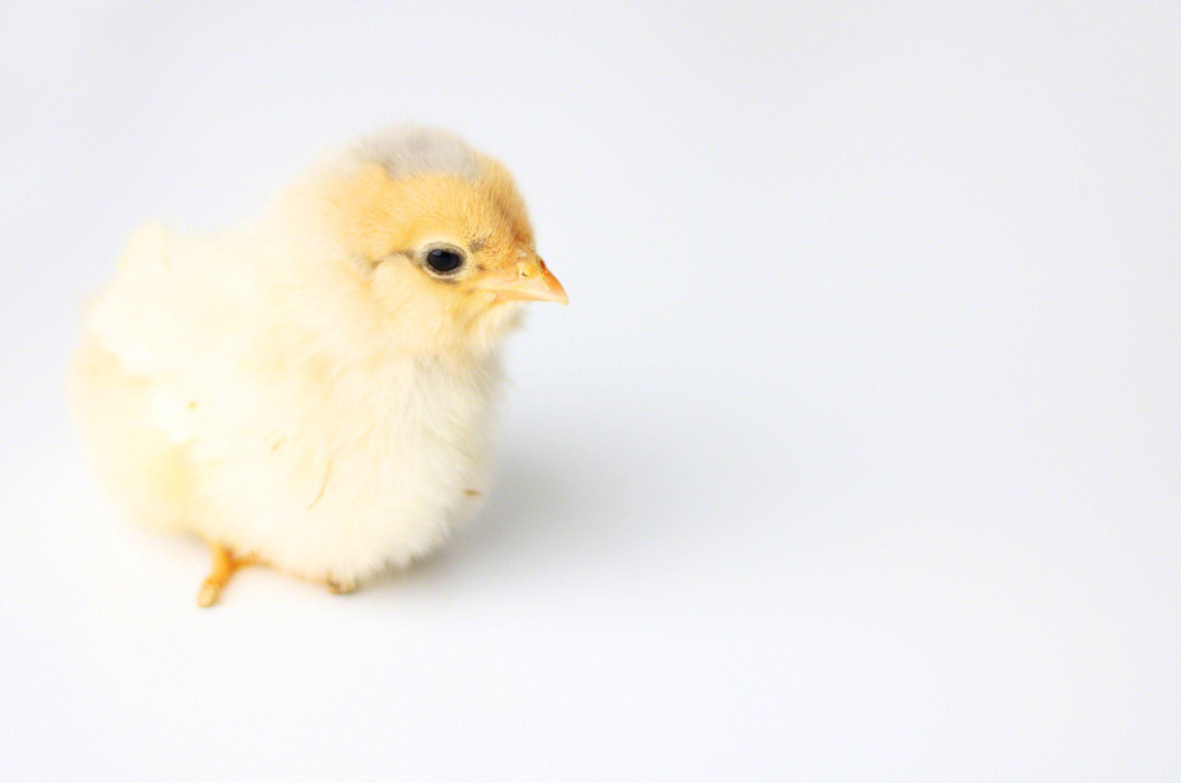 2413x1600 Baby Chick, Download Wallpaper