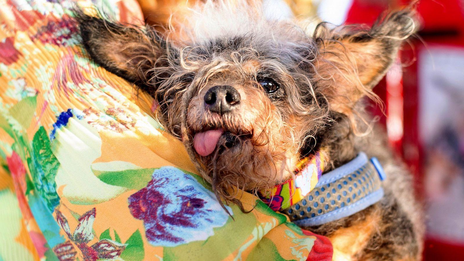 1600x900 Ugly Dog Wallpaper