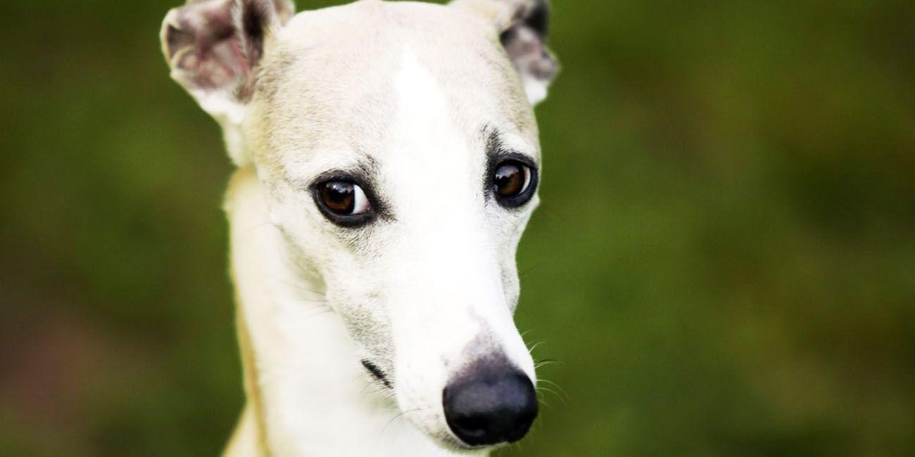 1300x650 Ugliest Dogs in the World (Part 2)