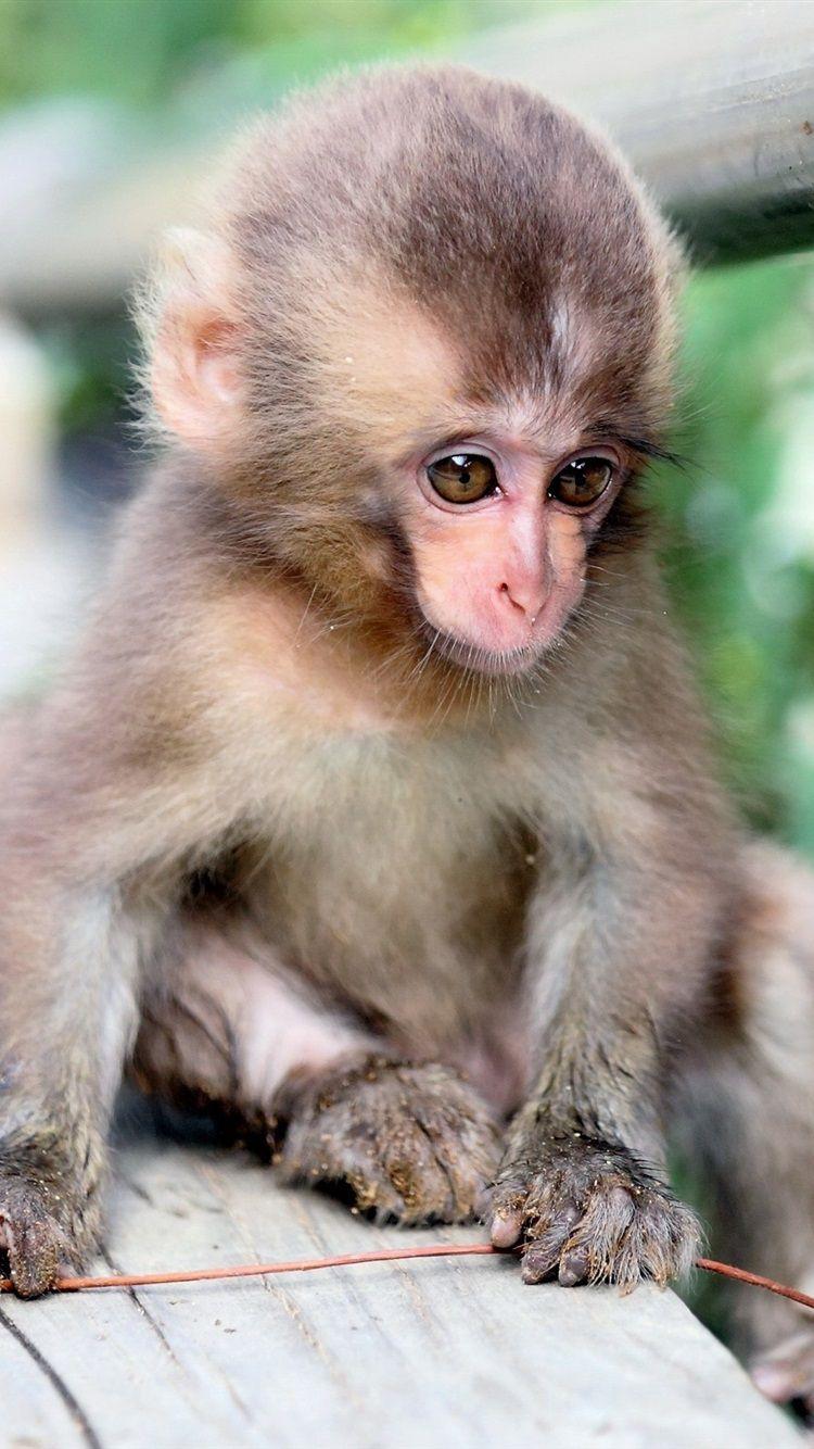 750x1334 Little Monkey, Nature, Bokeh 750x1334 IPhone 8 7 6 6S Wallpaper
