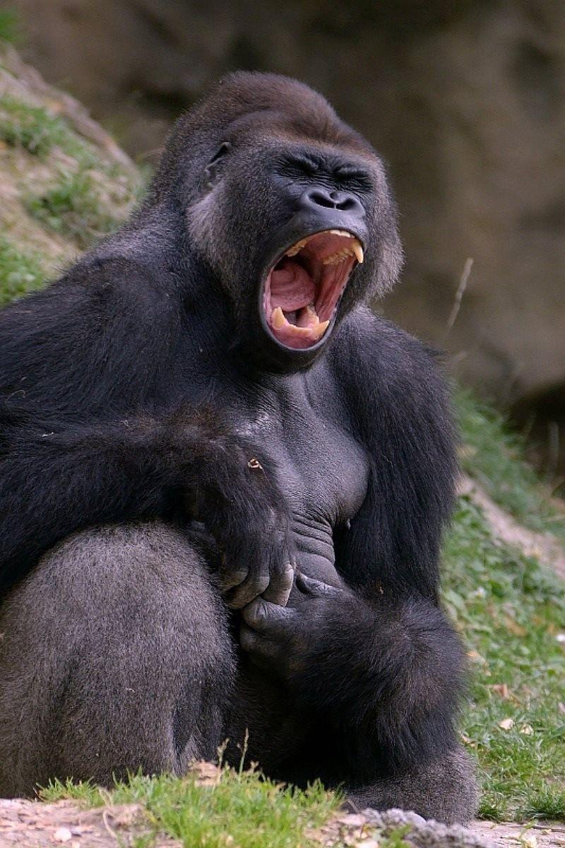 800x1200 Download Wallpaper 800x1200 Gorilla, Black, Monkey Iphone 4s 4