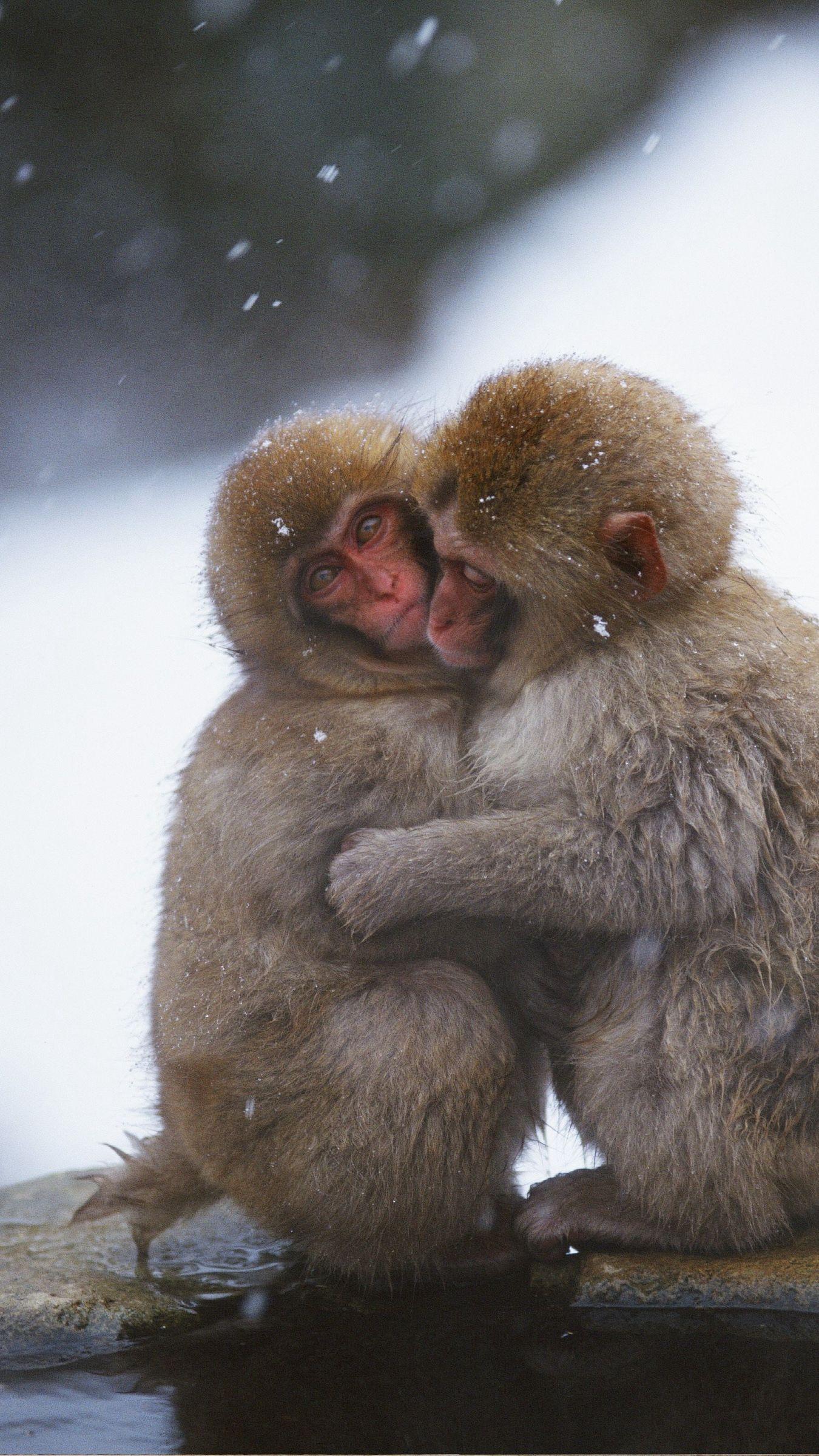 1350x2400 Download wallpaper 1350x2400 monkeys, couple, embrace, snow