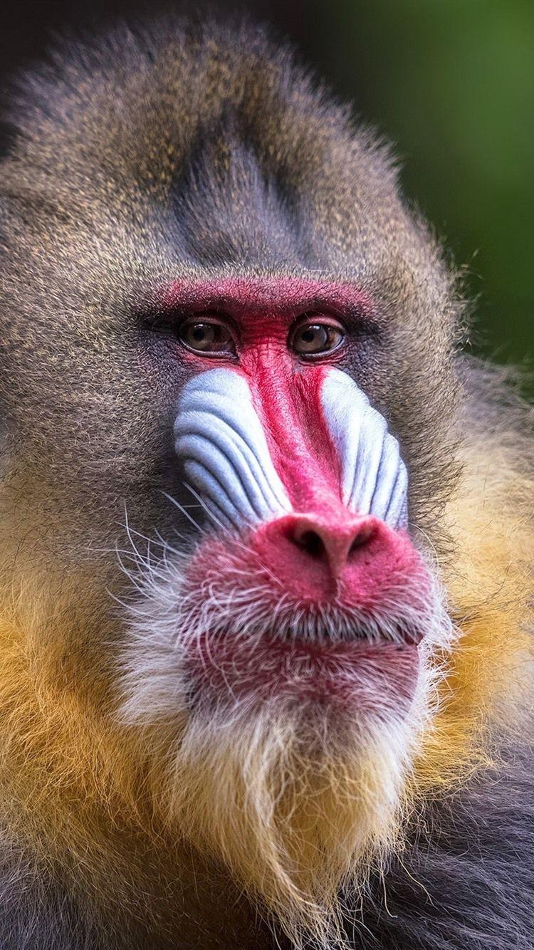 Monkey iPhone Wallpapers - Top Free Monkey iPhone Backgrounds ...