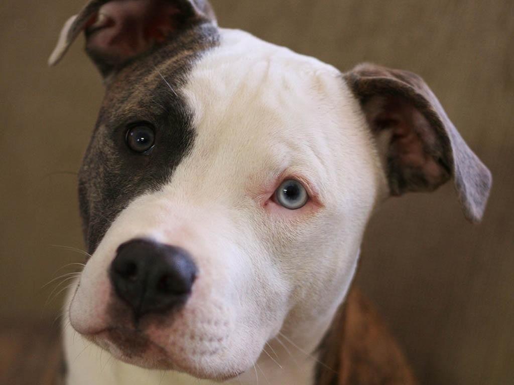 1024x768 Earth Dogs