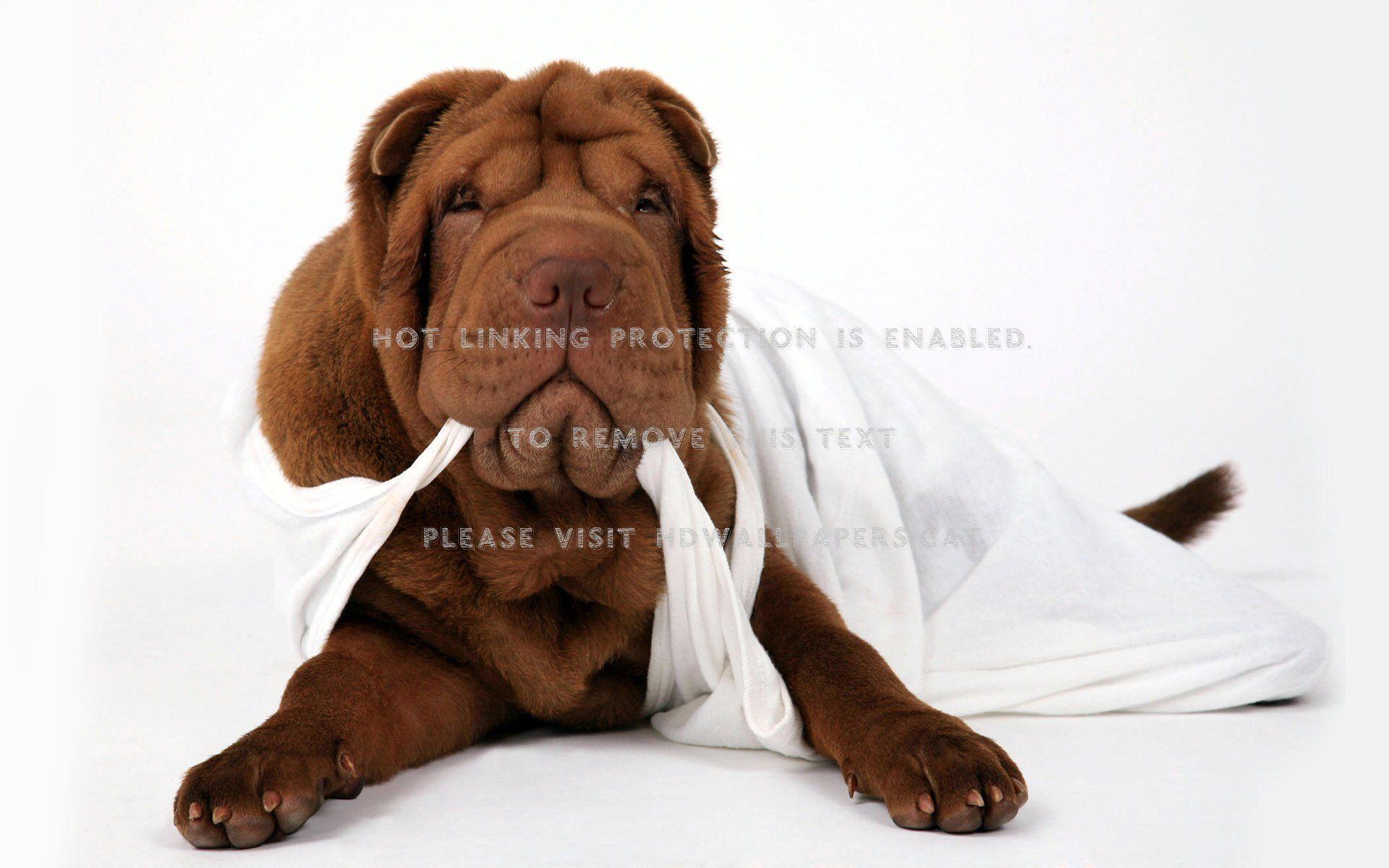 1920x1200 ugly puppy sheet dog animal