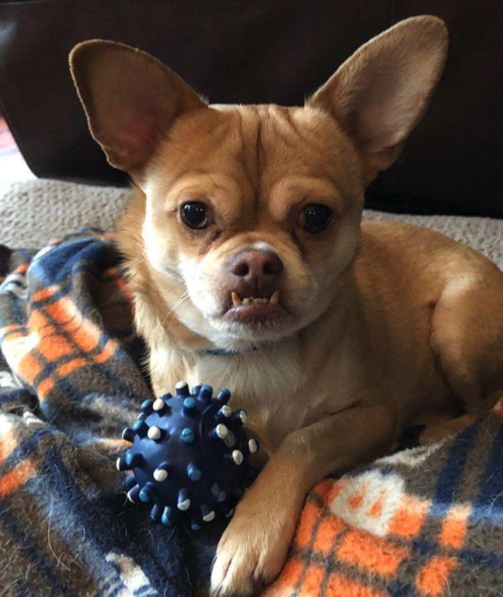 1011x1200 Ugly puppy pics