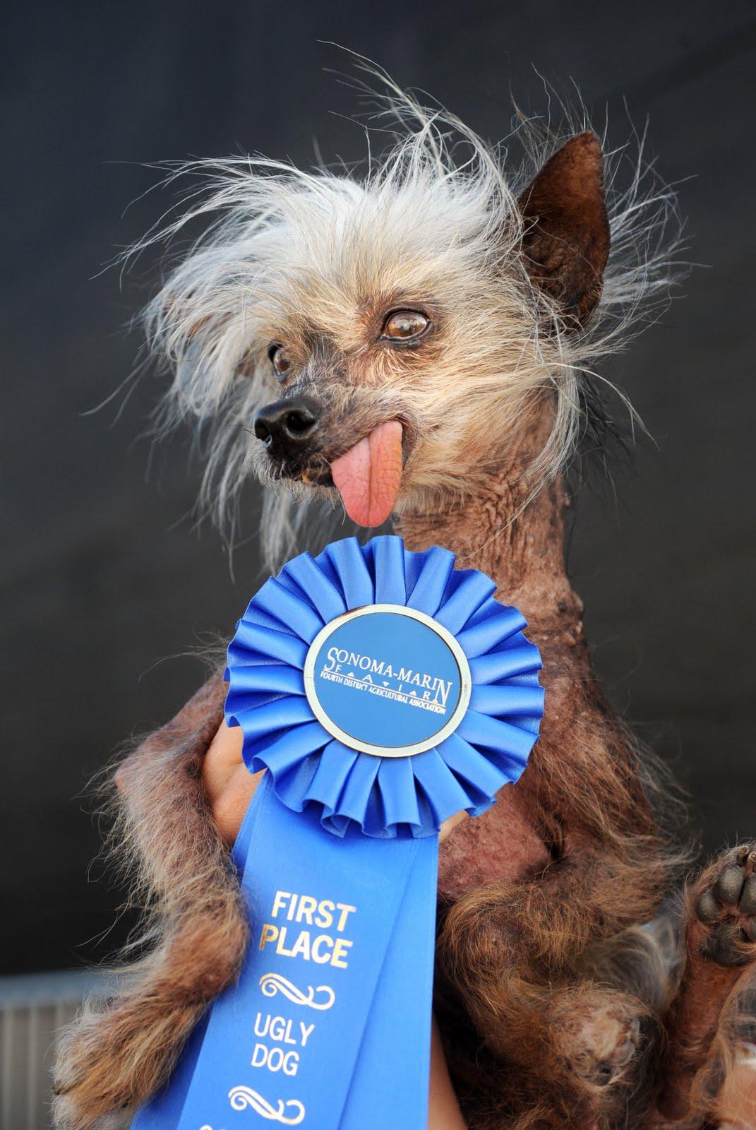 1071x1600 HD Wallpaper Ugly Dog Image Sweet Love Wallpaper.qby.pw
