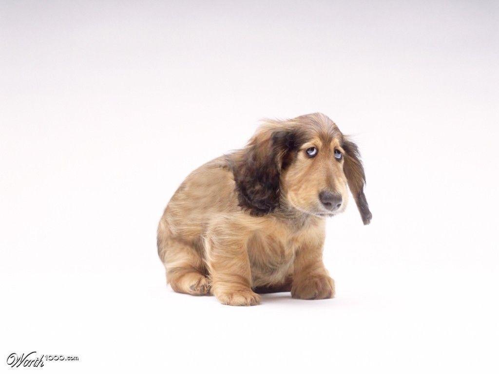 1024x768 Ugly Dog Wallpaper