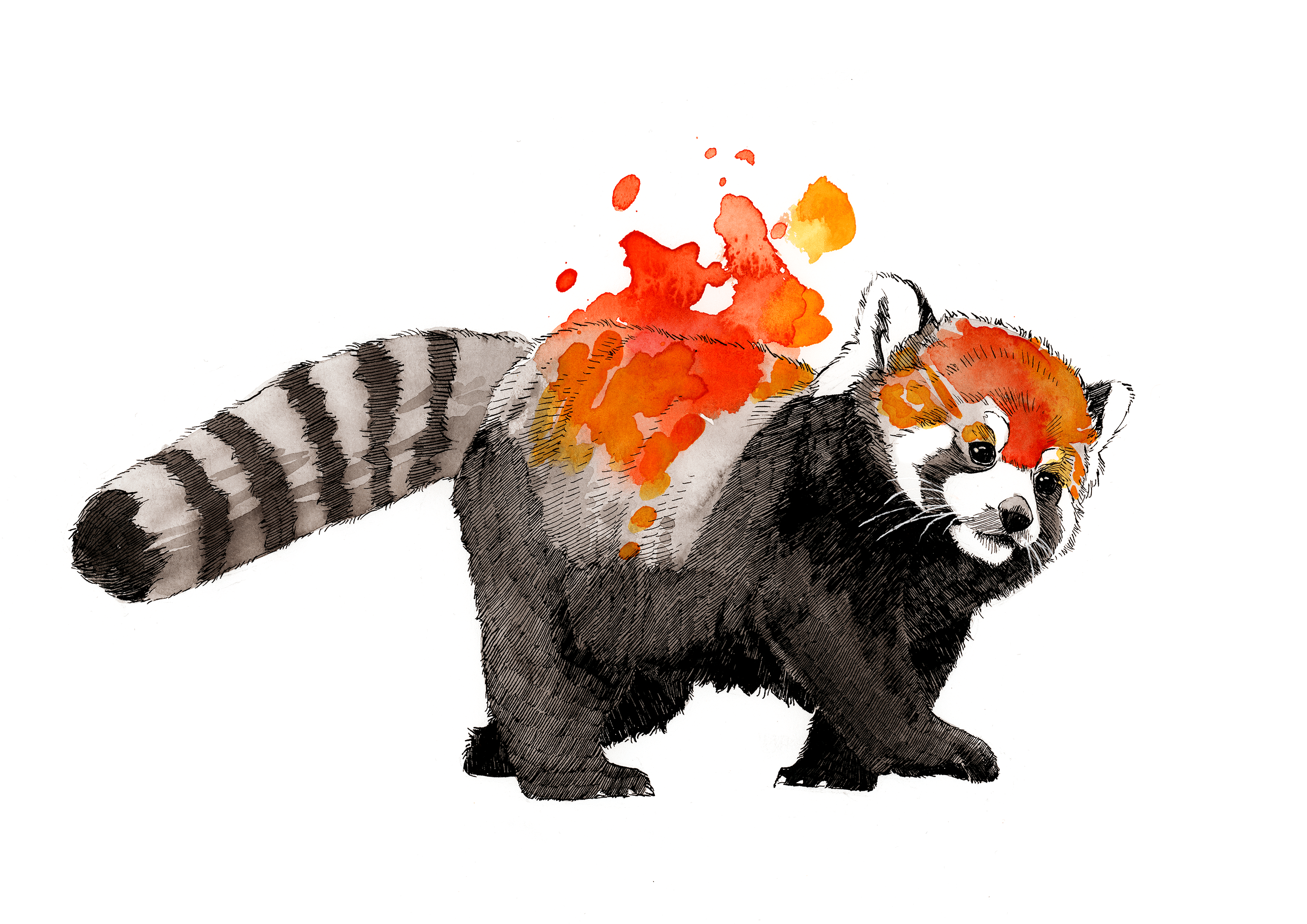2923x2067 Minimalist Orange Watercolor Red Panda HD Wallpaper. Background