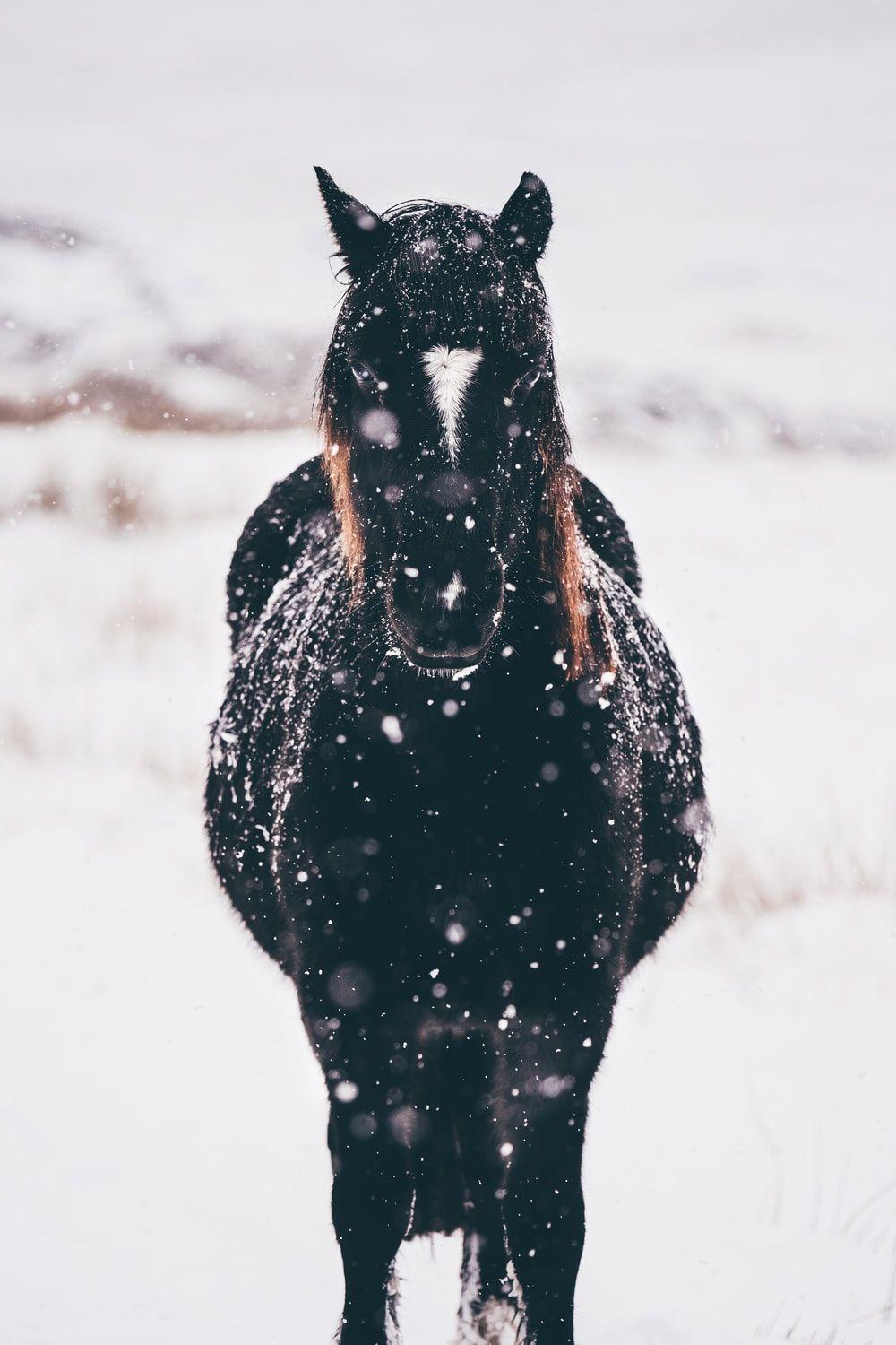 Winter Horse Wallpapers Top Free Winter Horse Backgrounds WallpaperAccess