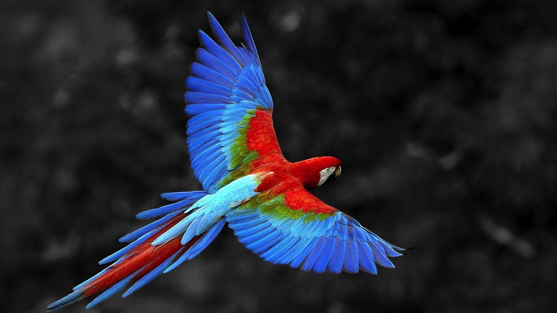 Flying Animal Wallpapers - Top Free Flying Animal Backgrounds -  WallpaperAccess