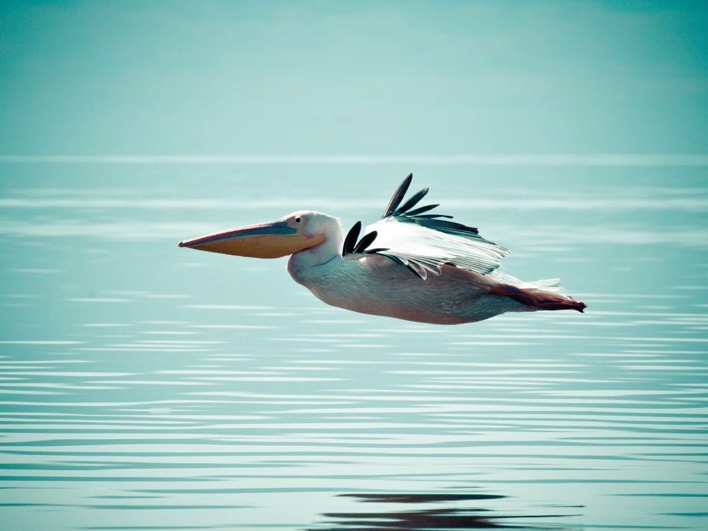 1024x768 Pelican Flying over Water HD Desktop Wallpaper. Animal wallpaper