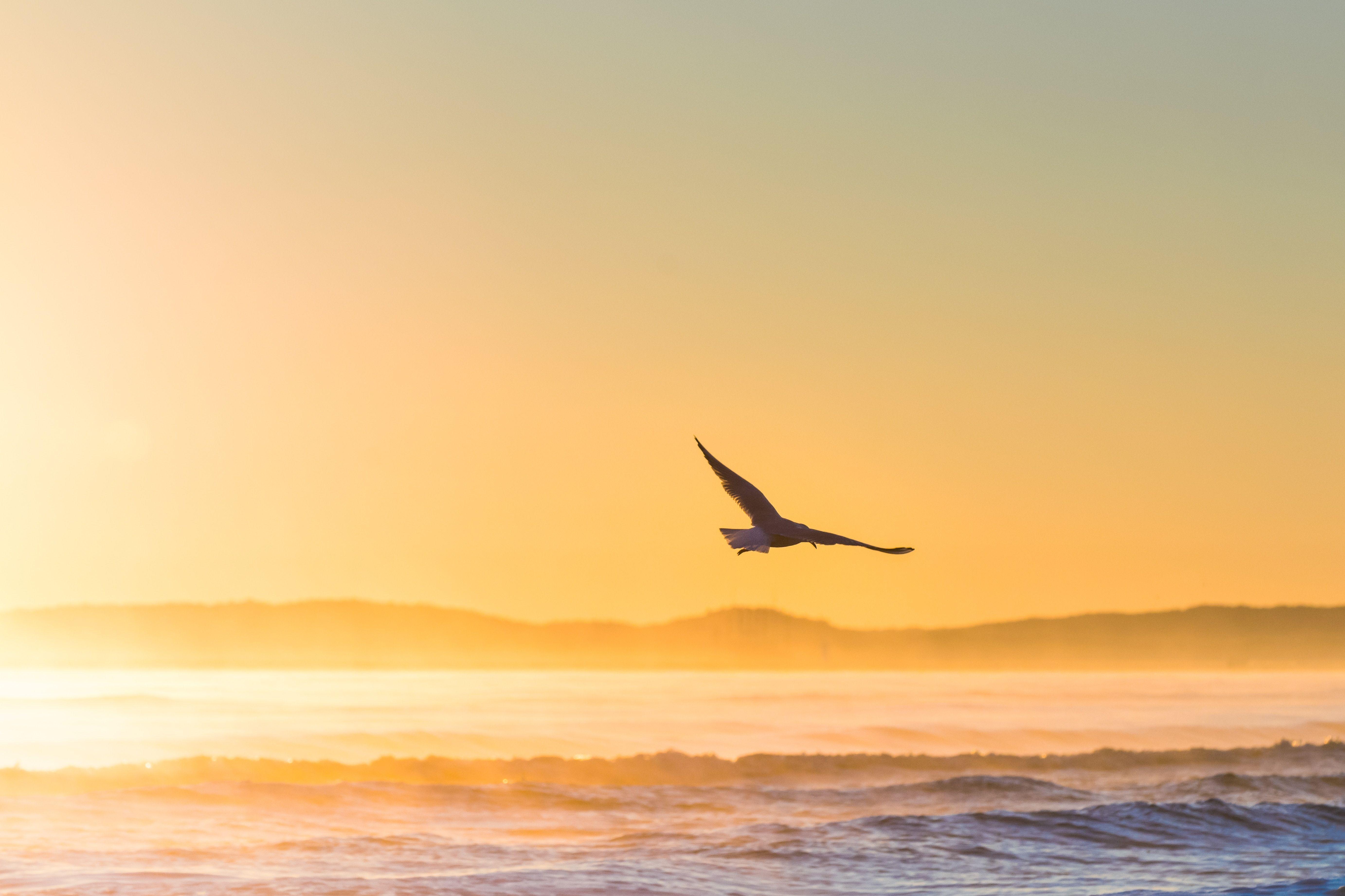 5529x3686 5529x3686 #sunrise, #animal wallpaper, #background