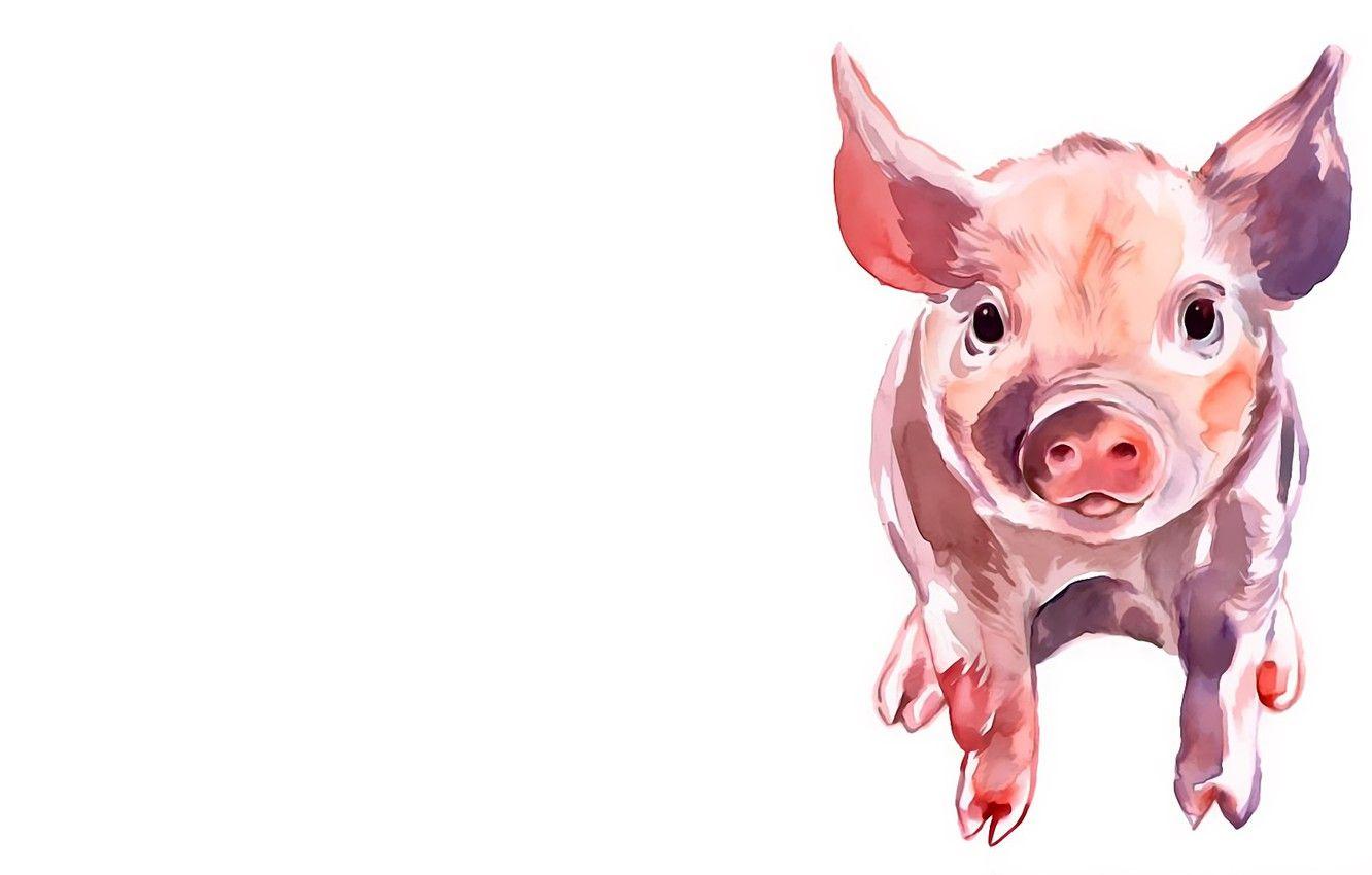 1332x850 Wallpaper white background, pig, pig .anime.