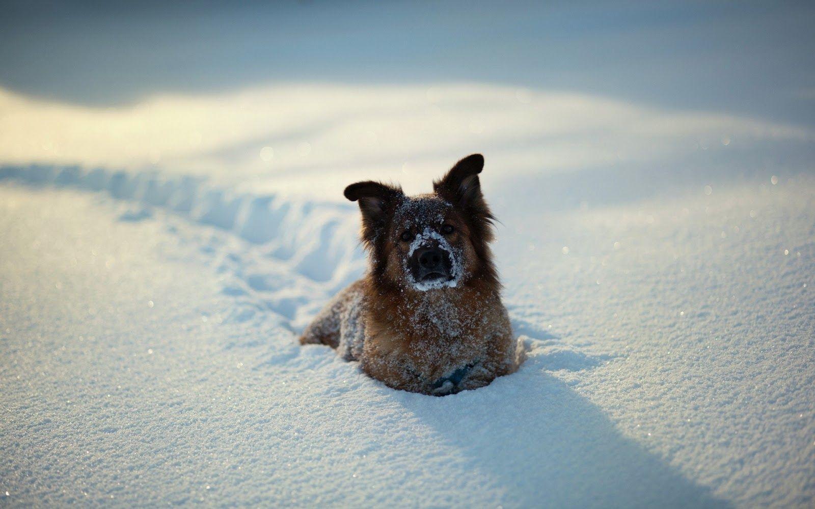 1600x1000 Best Wallpaper: Snow Dog