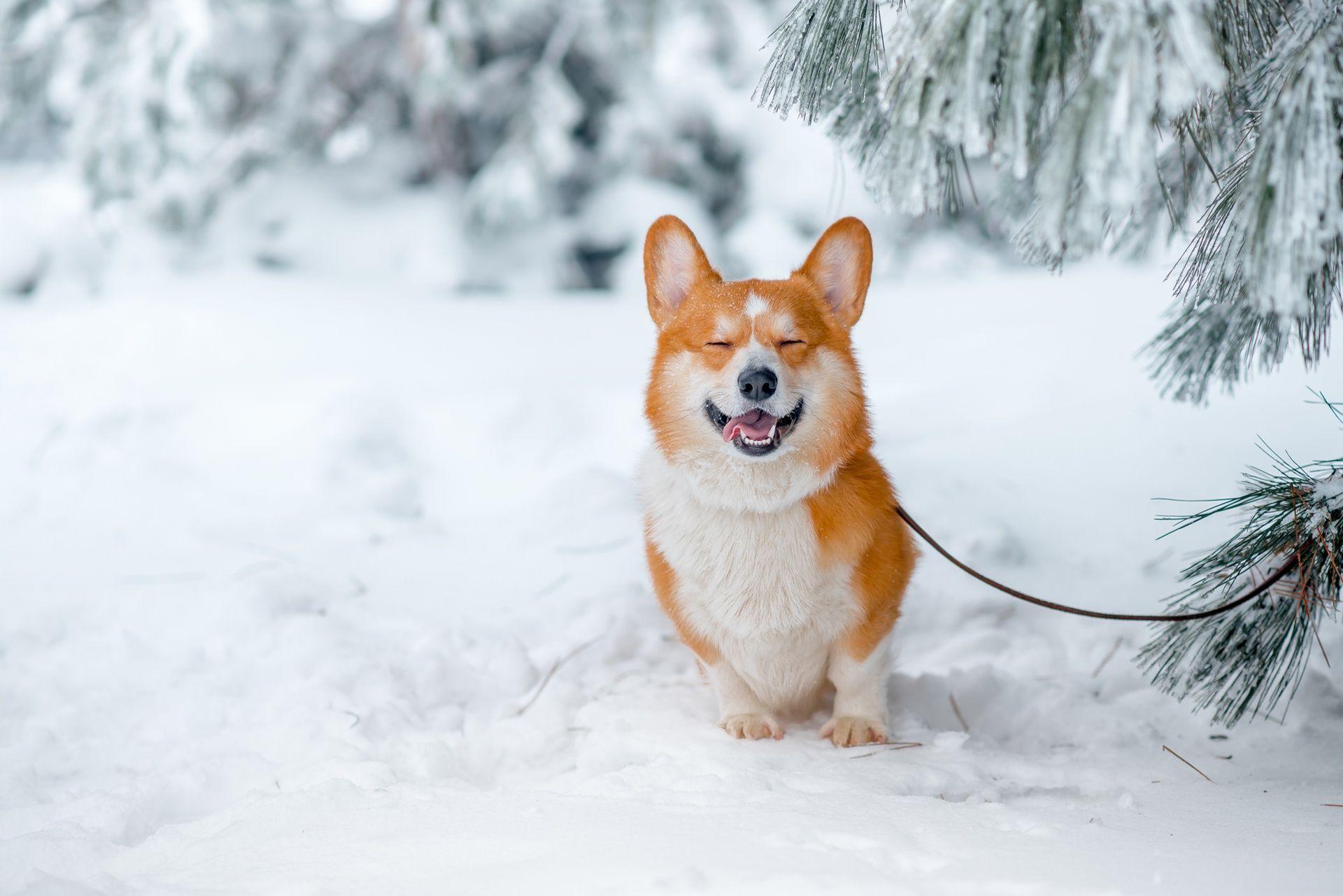1920x1281 #animals, #dog, #nature, #Corgi, #snow, wallpaper