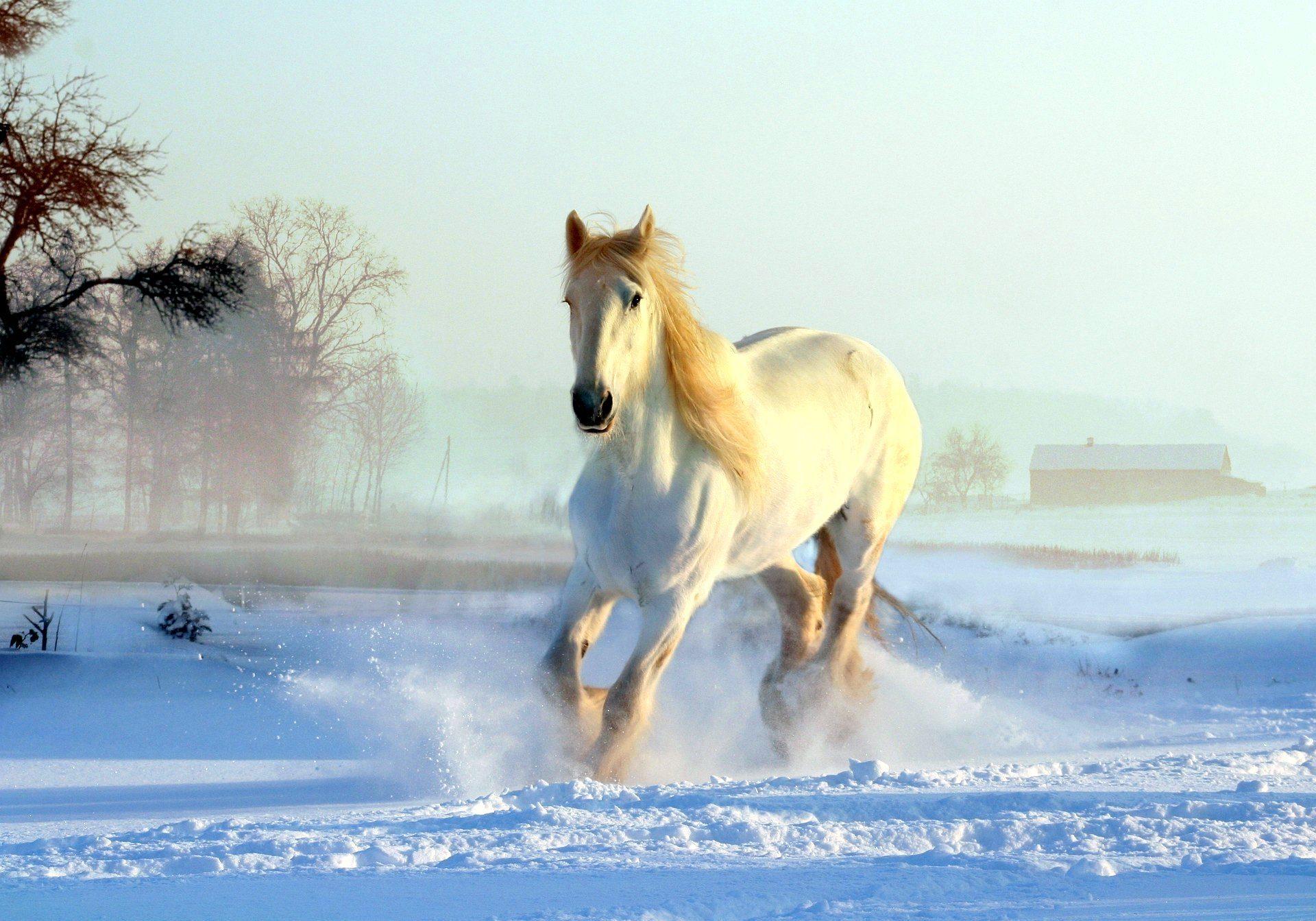 Winter Horse Wallpapers Top Free Winter Horse Backgrounds