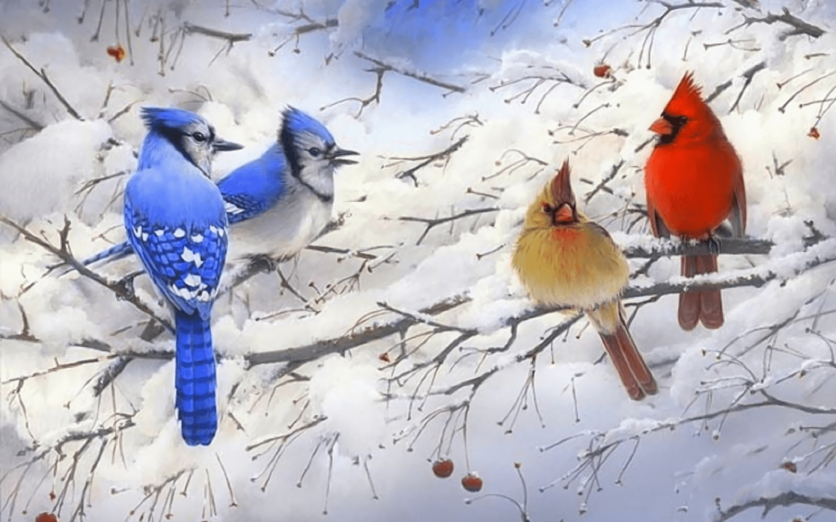 Winter Cardinal Wallpapers - Top Free Winter Cardinal Backgrounds