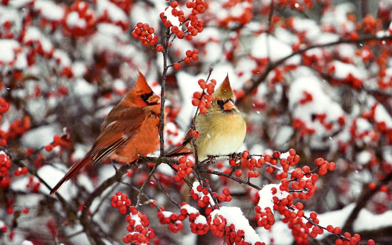 winter cardinal wallpaper