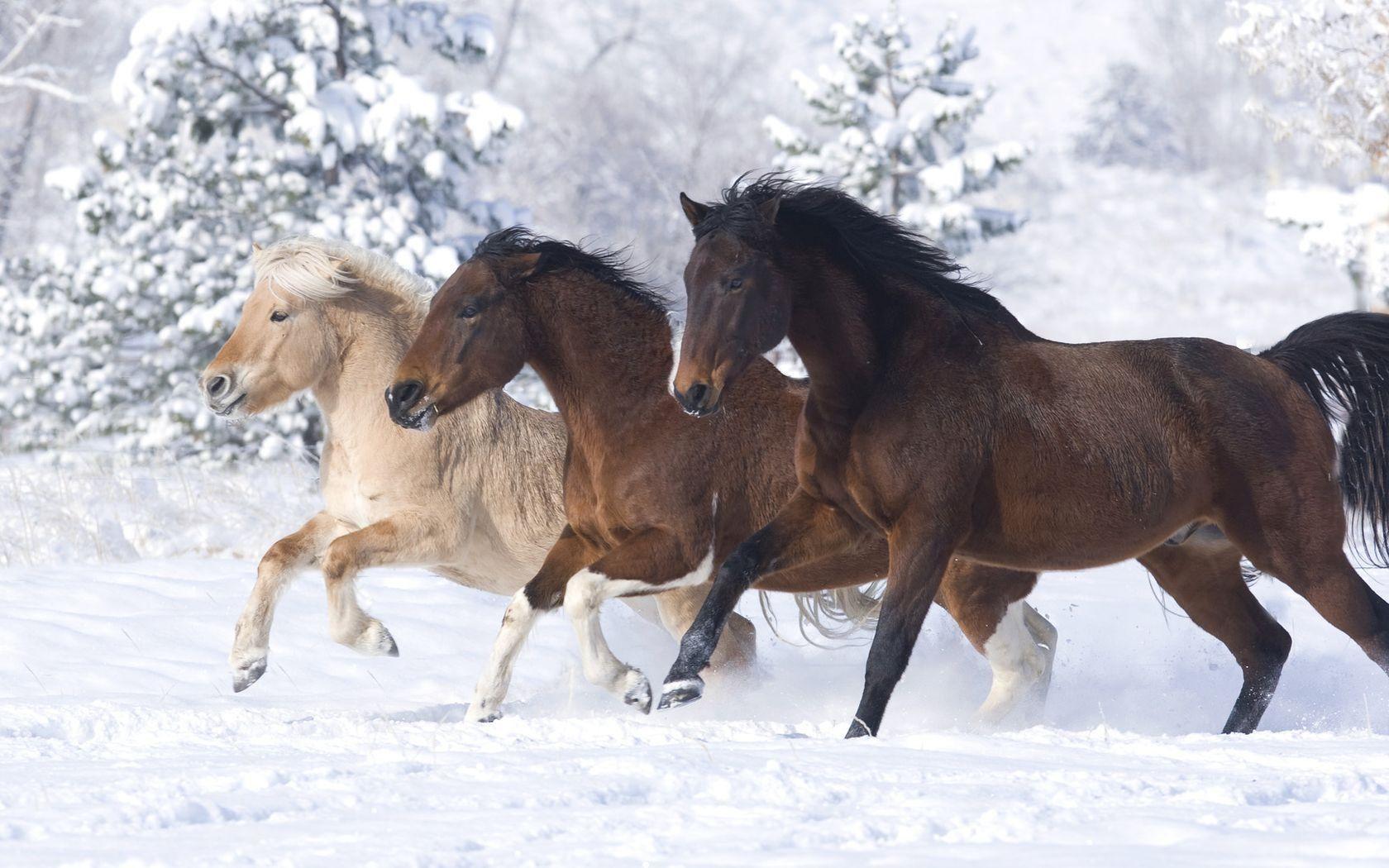 1680x1050 Winter Horse Wallpaper
