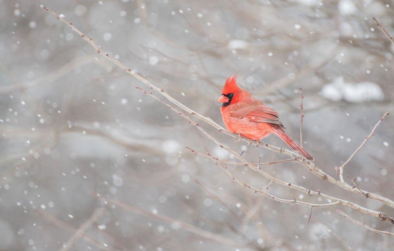 Cardinal Bird Wallpaper (52 pictures) | Bird wallpaper, Cardinals wallpaper,  Bird