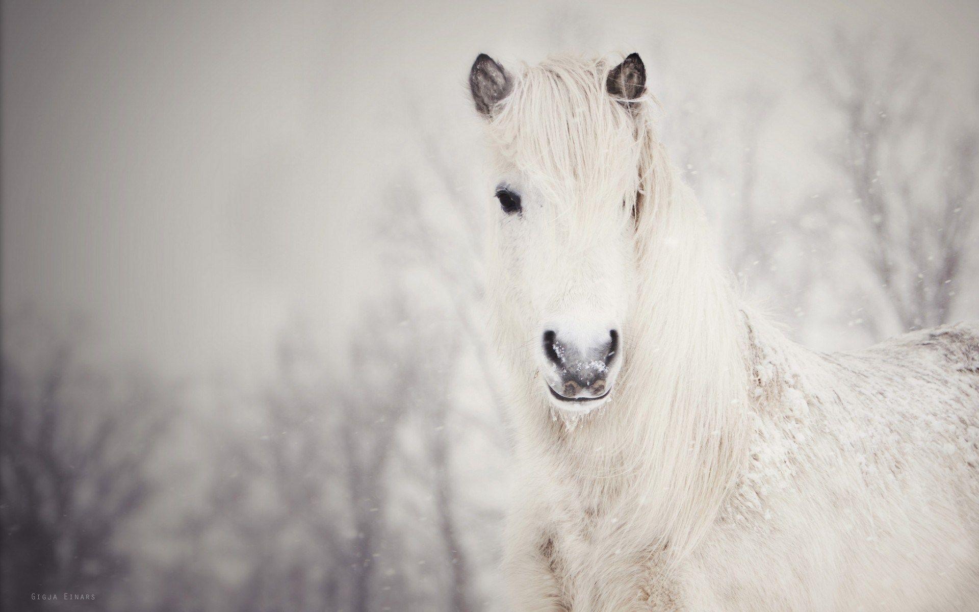 1920x1200 Winter Snow Horse wallpaperx1200