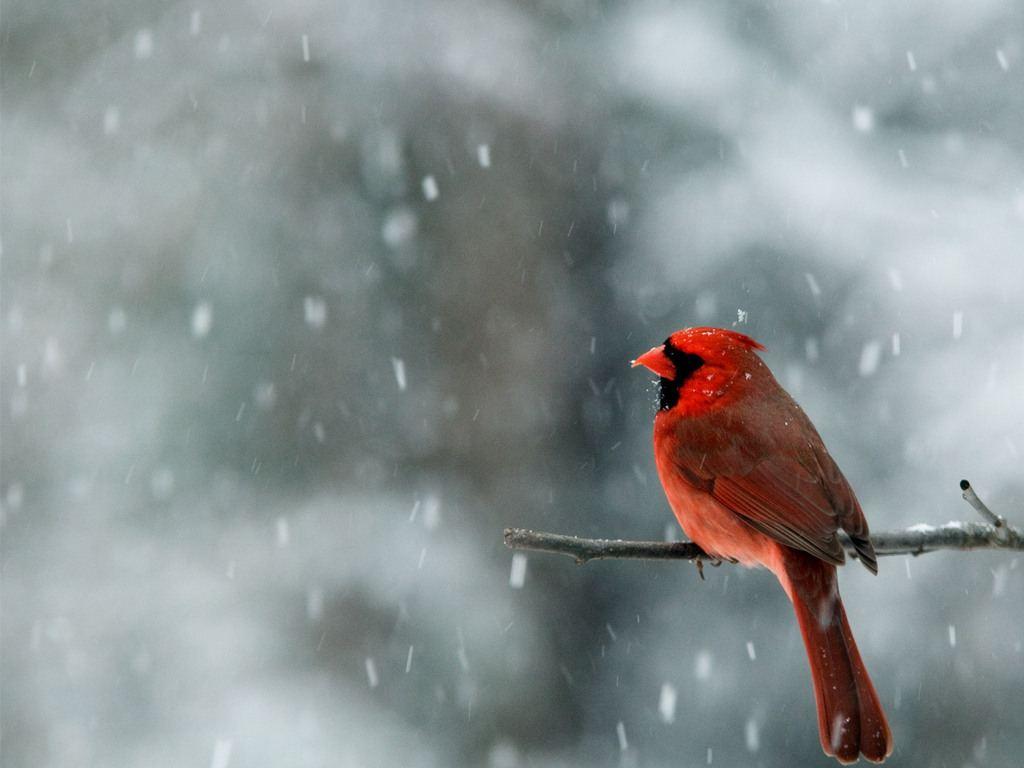 1024x768 Free download Winter Cardinal Bird Mobile HD Wallpaper 3860 HD