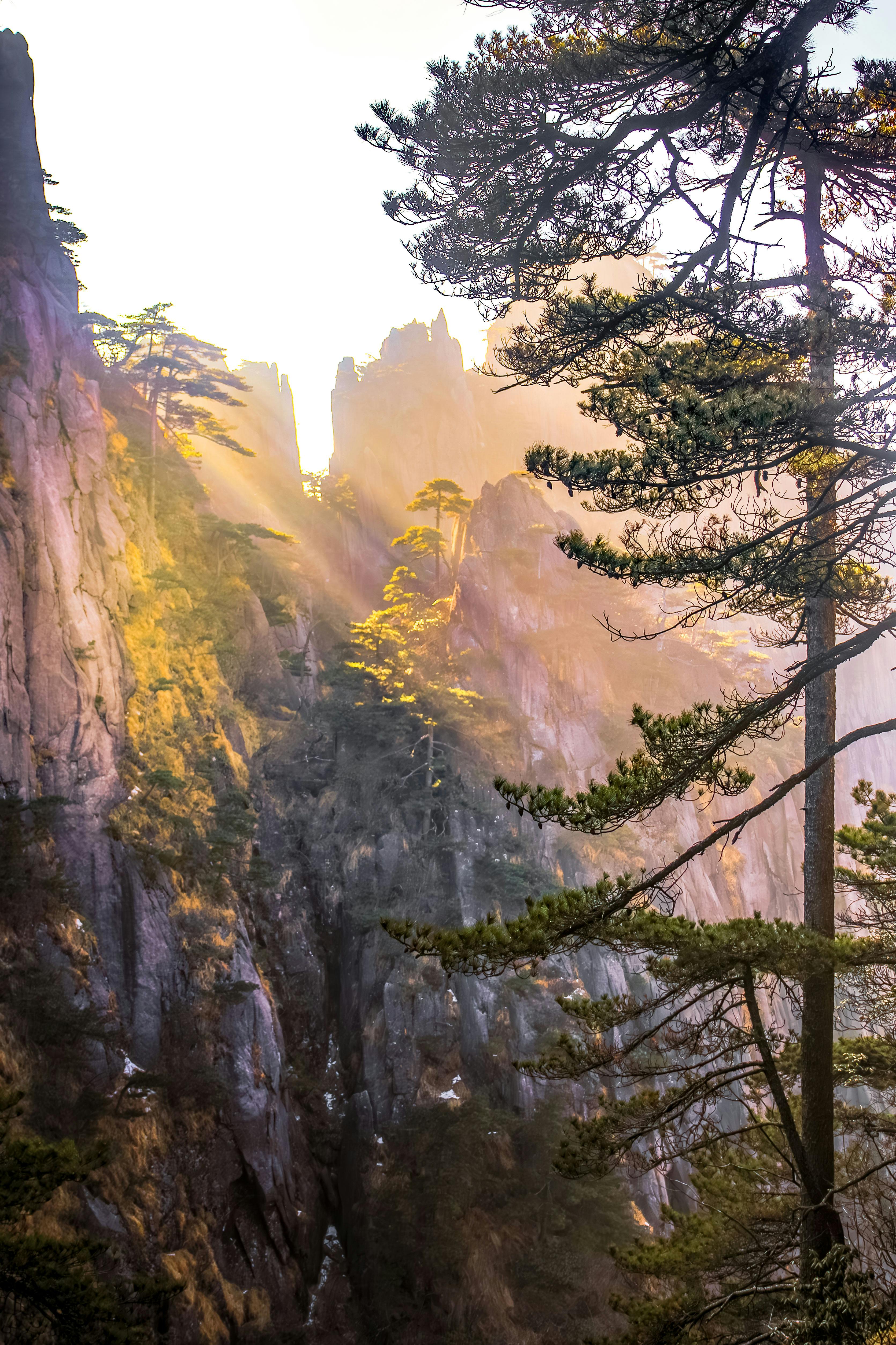 3341x5012 Scenic View of Huangshan Mountains with Pine Trees · Free