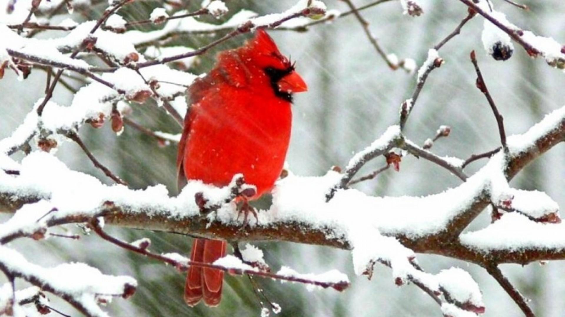 Winter Cardinal Wallpapers - Top Free Winter Cardinal Backgrounds ...