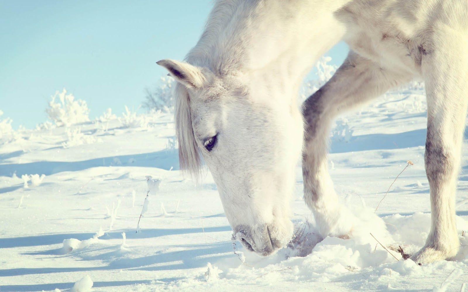 1600x1000 Horse searching for food under snow. HD Animals Wallpaper