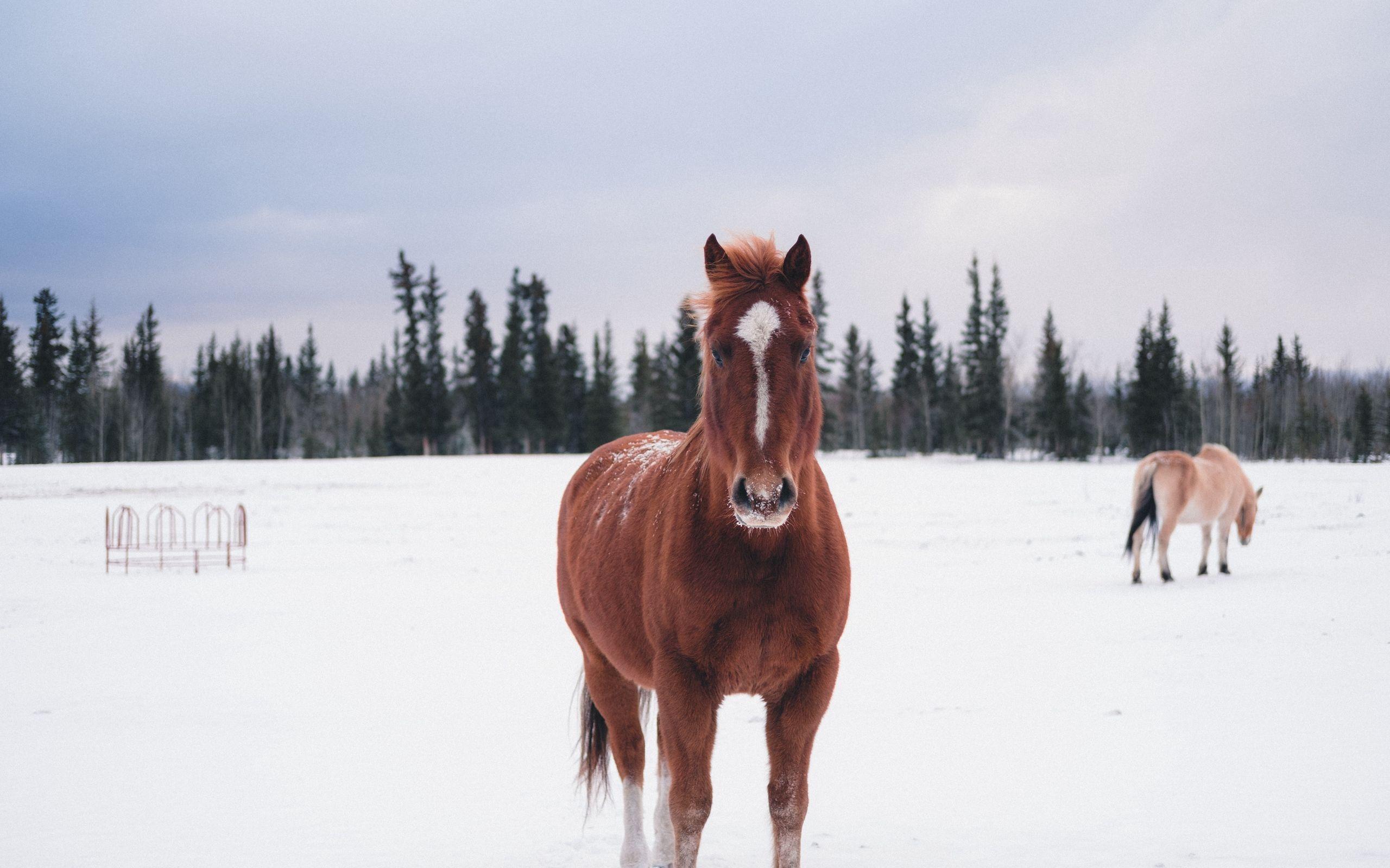 2560x1600 Download wallpaper 2560x1600 horse, winter, snow, forest