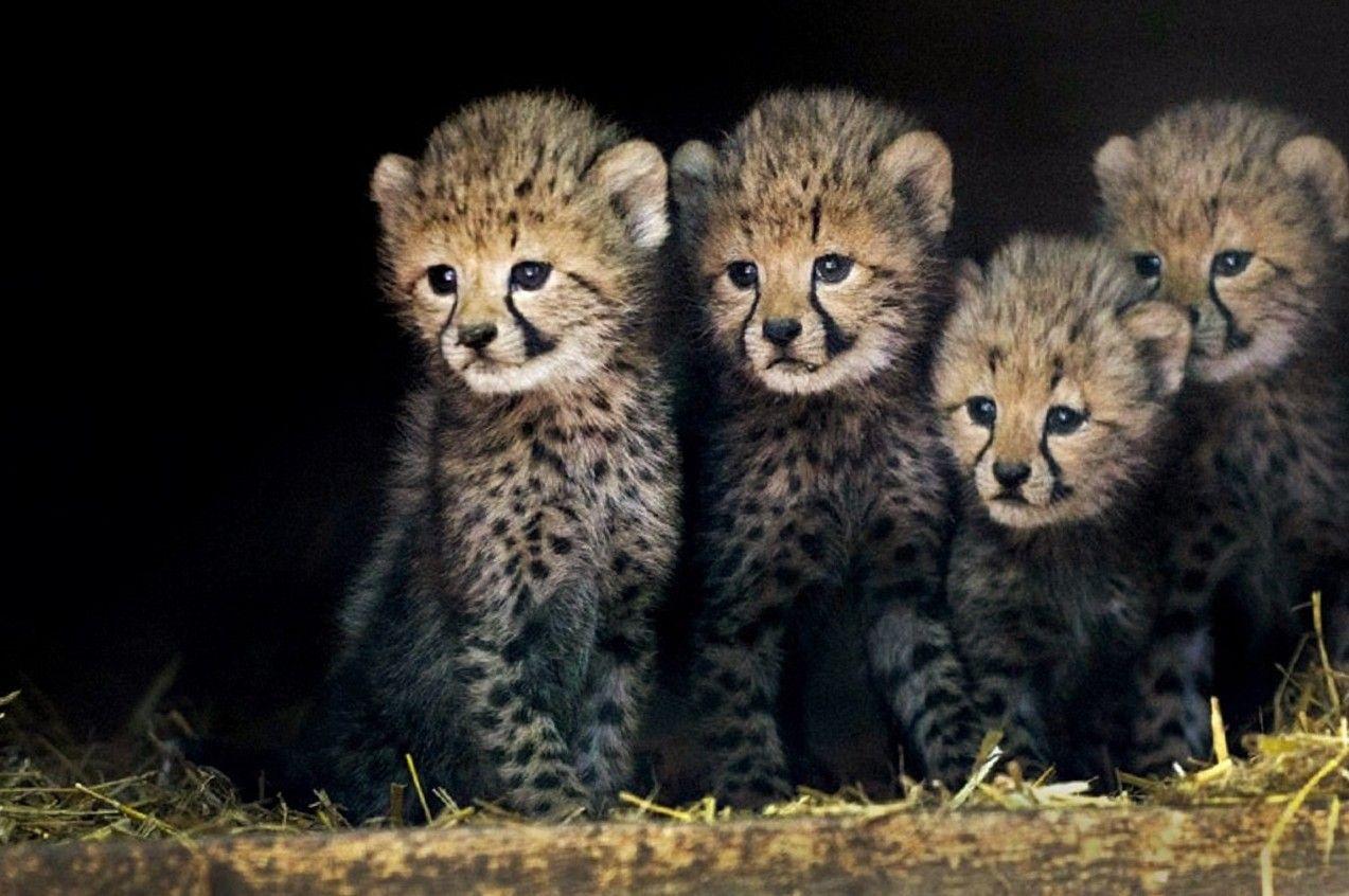 Cute Wild Animals Wallpapers - Top Free Cute Wild Animals Backgrounds -  WallpaperAccess