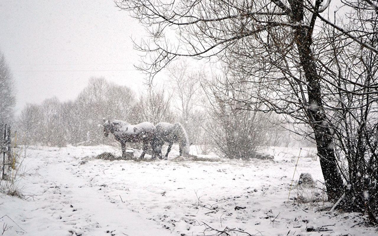 1280x800 Desktop Wallpaper horse Winter Nature Snowflakes Snow Animals