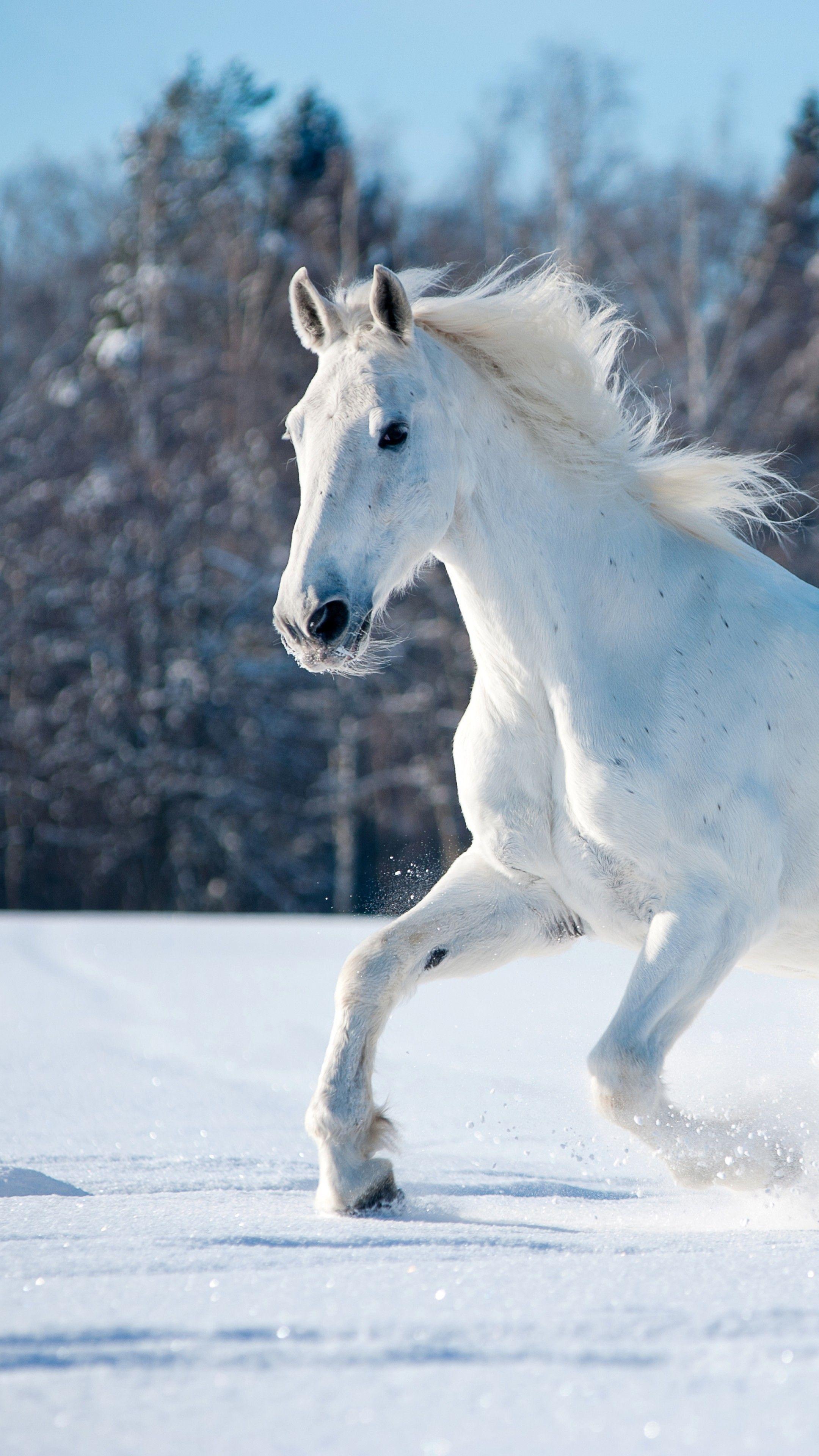 2160x3840 Wallpaper horse, cute animals, snow, winter, 5k, Animals